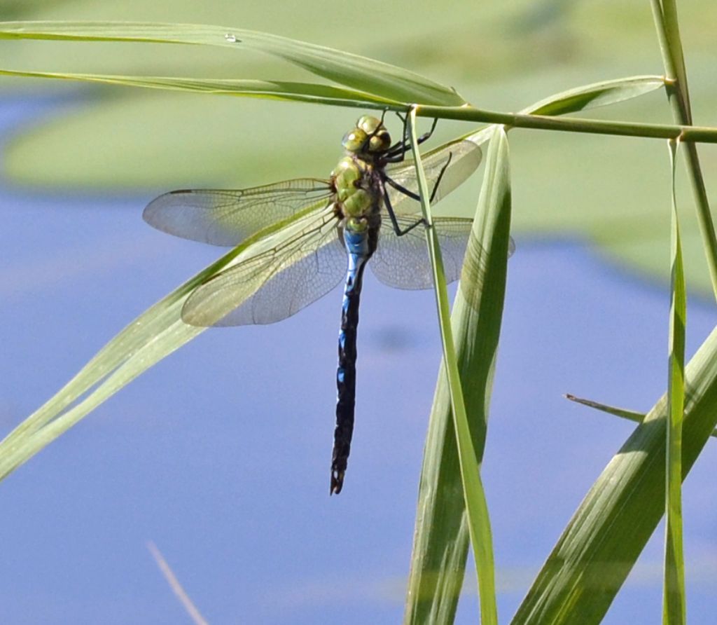 Anax imperator